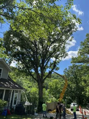 Gone Green Landscaping Logo