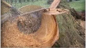 Local landscaping services experts serving Kansas City, MO - Gone In A Grind