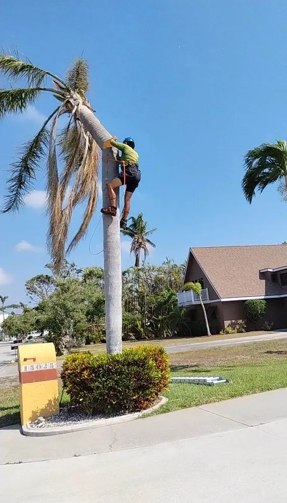 Top-rated landscape design in Cape Coral, FL by Gone Tree Service