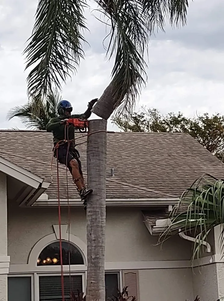 Professional yard cleanup service experts serving Cape Coral, FL - Gone Tree Service