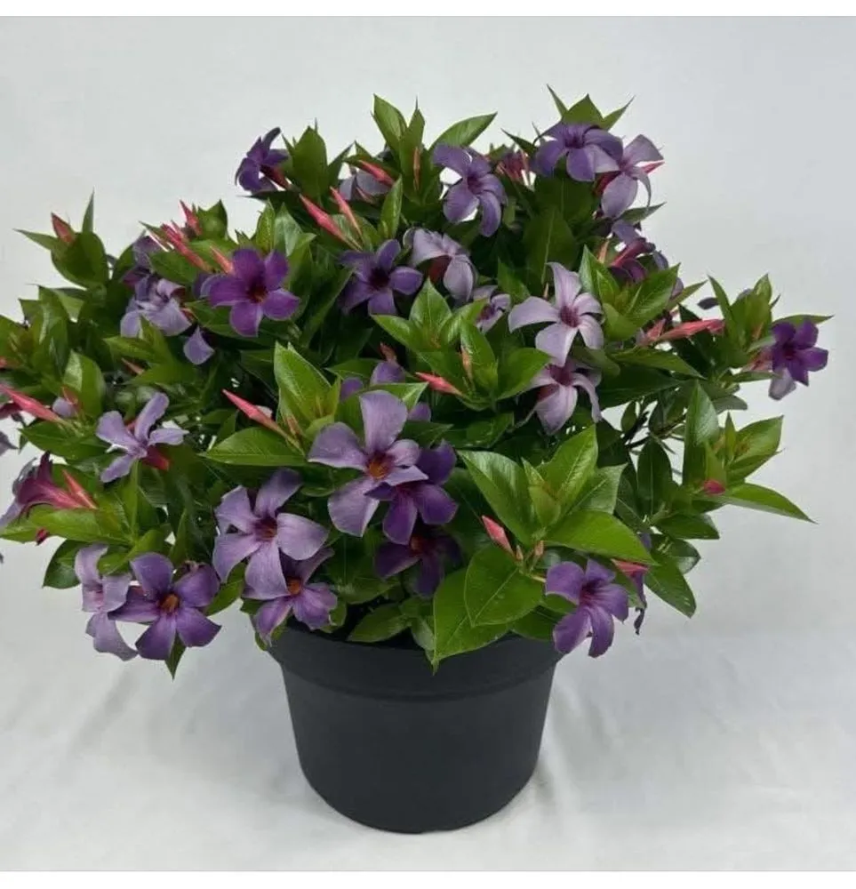 Professional outdoor landscaping with custom design across Lady Lake, FL - Goney's Nursery and Landscaping