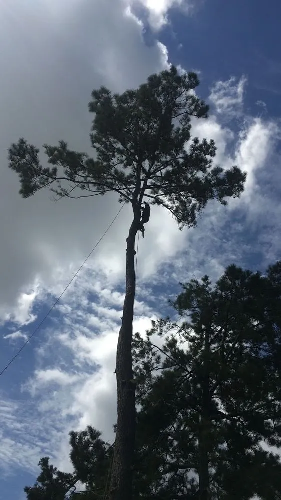 Expert lawn care service in East Point, GA by Gonzales Landscaping