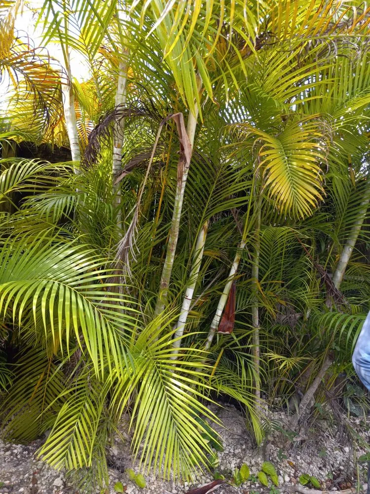 Professional outdoor landscaping for homes in Fort Lauderdale, FL by Gonzales Landscaping