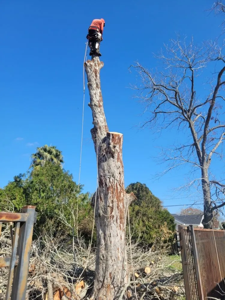 Affordable landscaping services in Beach City, TX - Gonzales Tree Services