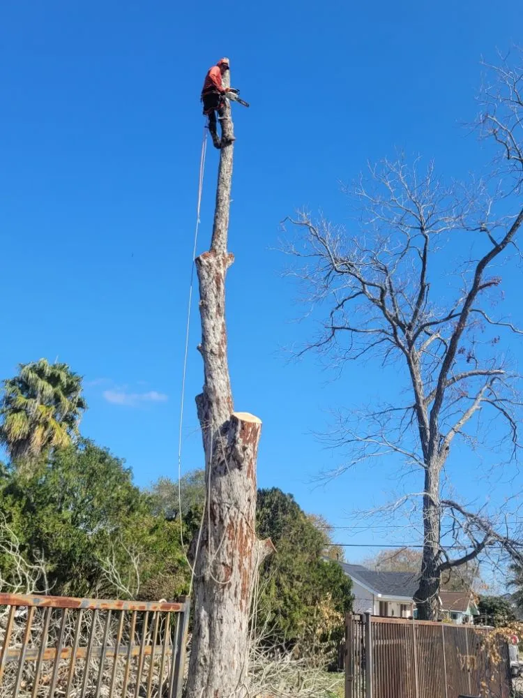 Reliable lawn mowing service experts serving Beach City, TX - Gonzales Tree Services