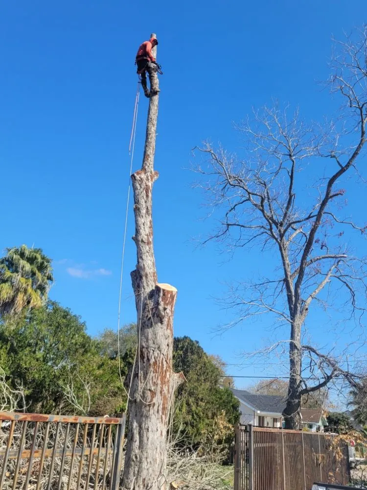 Trusted yard cleanup service for residential properties across Beach City, TX - Gonzales Tree Services