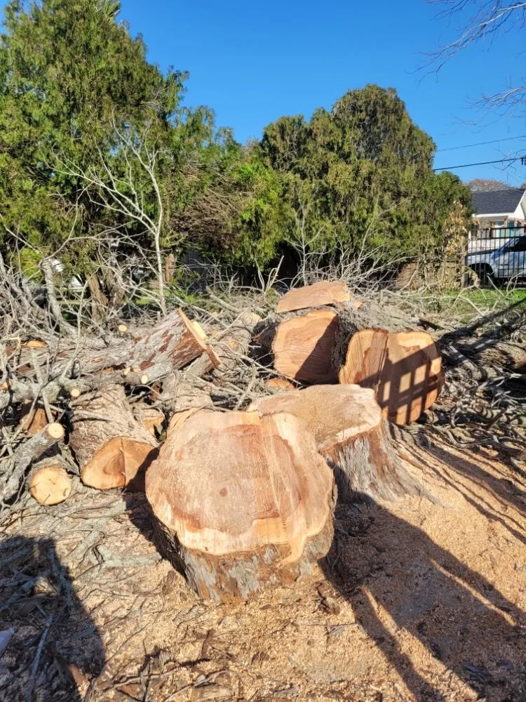 Custom lawn care service in Beach City, TX - Gonzales Tree Services