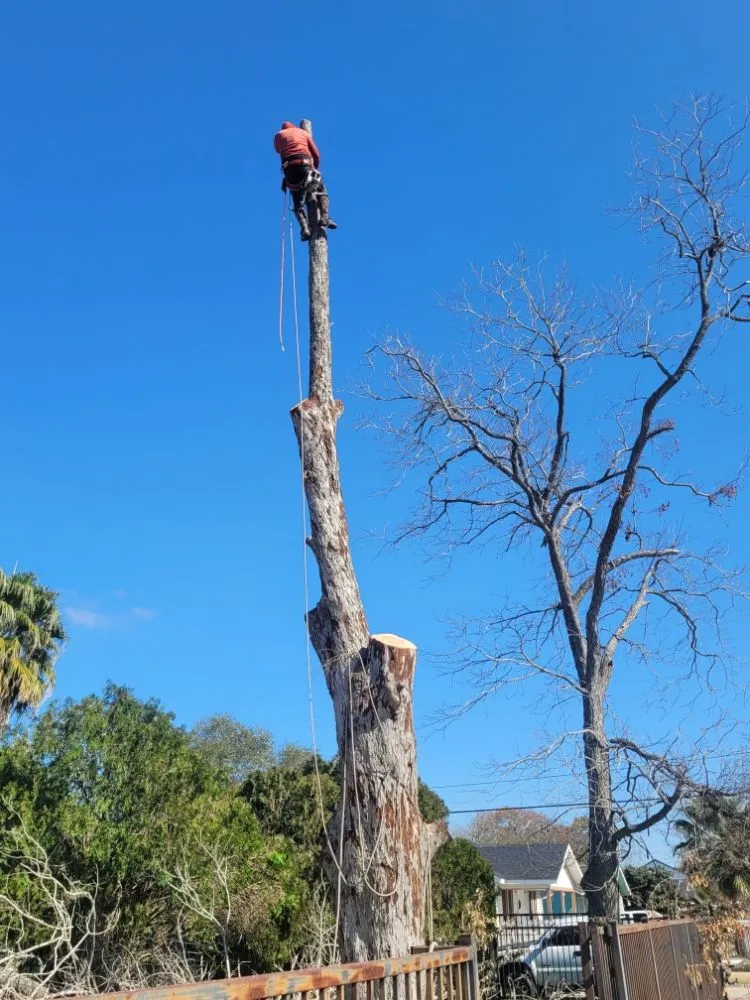 Expert garden landscaping in Beach City, TX - Gonzales Tree Services