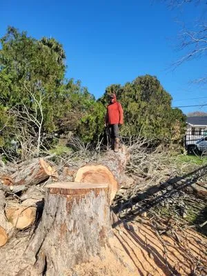 Gonzales Tree Services