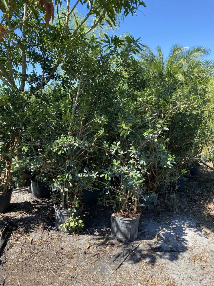 Custom garden landscaping for beautiful yards in Palm City, FL by Gonzalez & Perez Landscaping