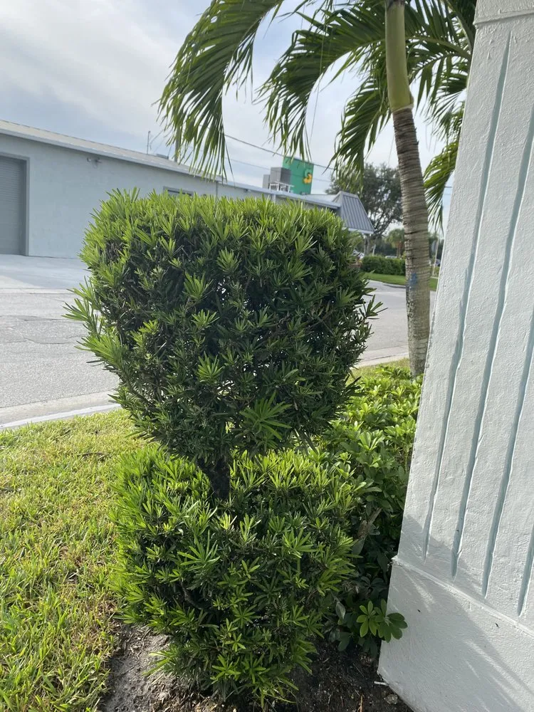 Reliable residential landscaping for residential properties in Palm City, FL by Gonzalez & Perez Landscaping