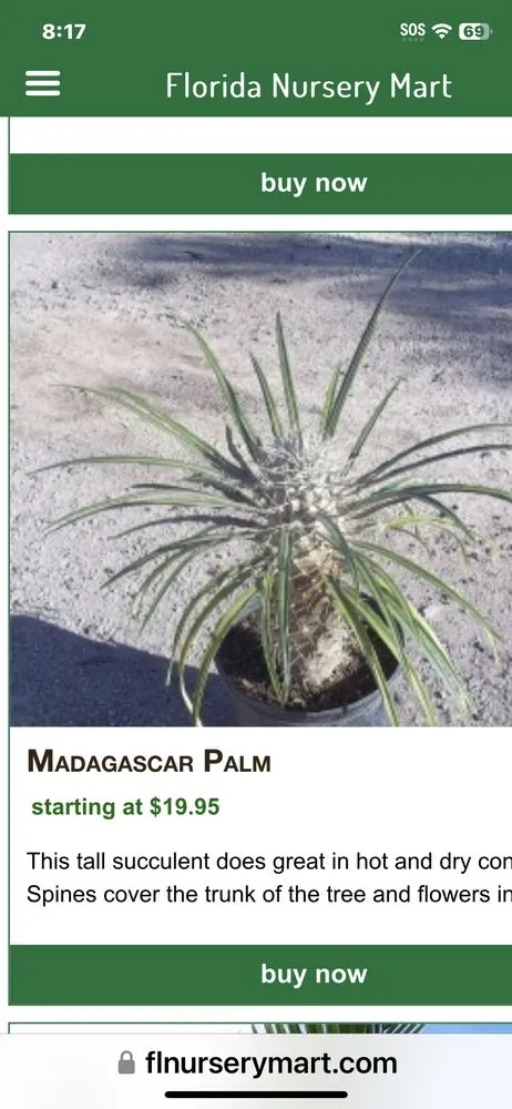 Trusted yard cleanup service experts serving Palm City, FL - Gonzalez & Perez Landscaping