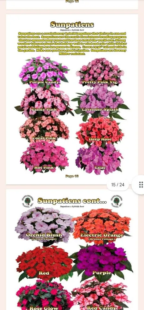 Trusted yard maintenance in Palm City, FL by Gonzalez & Perez Landscaping