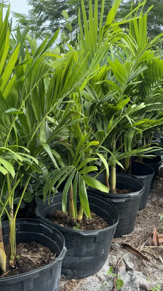 Trusted outdoor landscaping in Palm City, FL - Gonzalez & Perez Landscaping