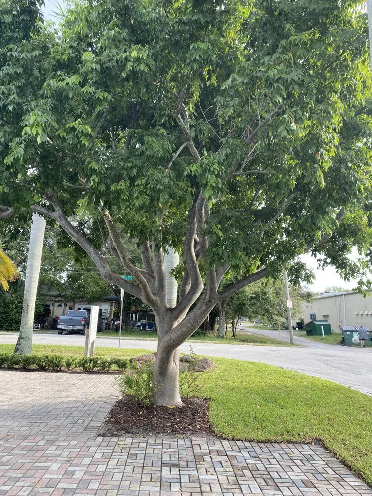 Professional residential landscaping for year-round maintenance across Palm City, FL - Gonzalez & Perez Landscaping