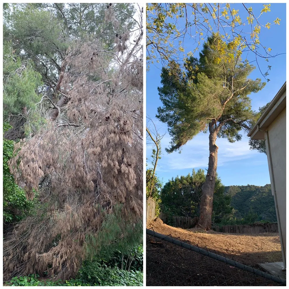 Reliable lawn mowing service experts serving Torrance, CA - Gonzalez & Son’s Landscaping