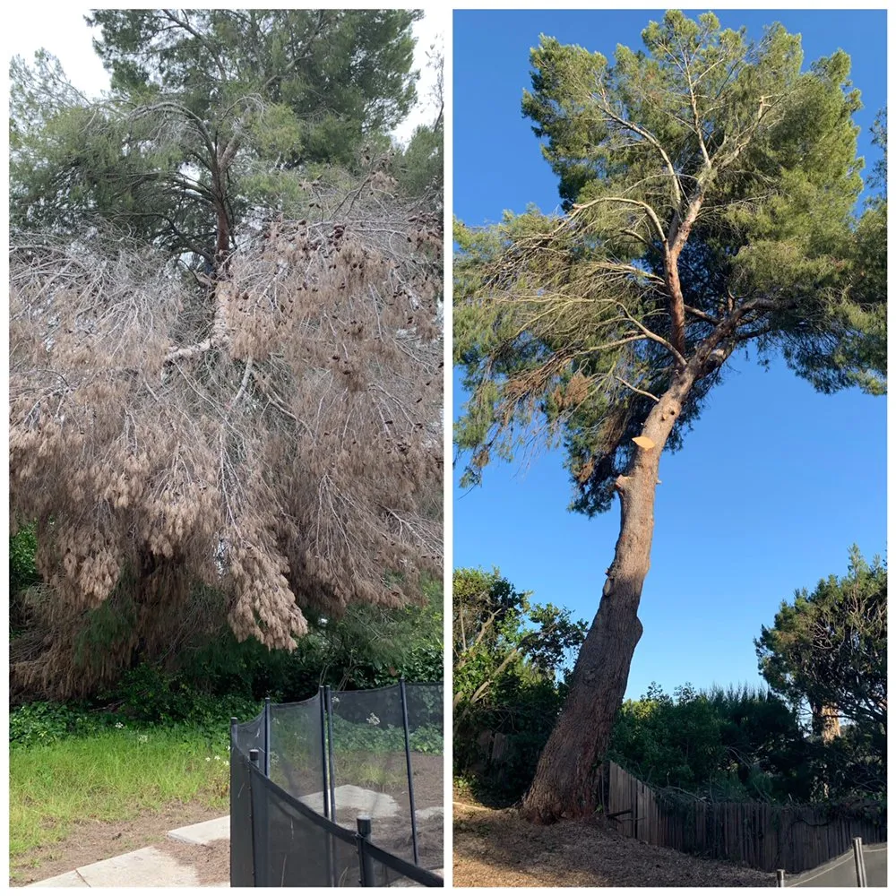 Local outdoor landscaping experts serving Torrance, CA - Gonzalez & Son’s Landscaping