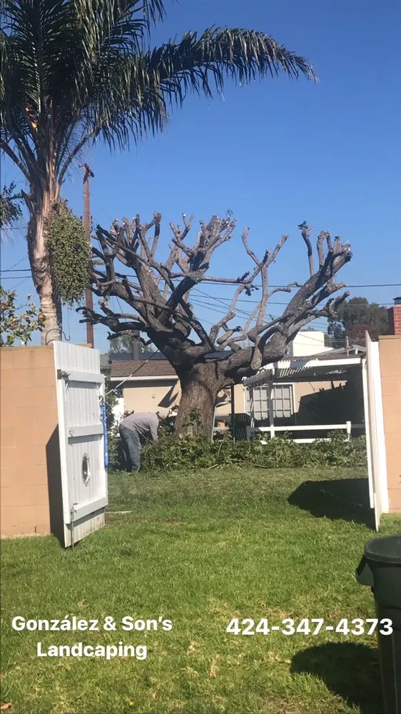 Professional yard cleanup service near you in Torrance, CA by Gonzalez & Son’s Landscaping