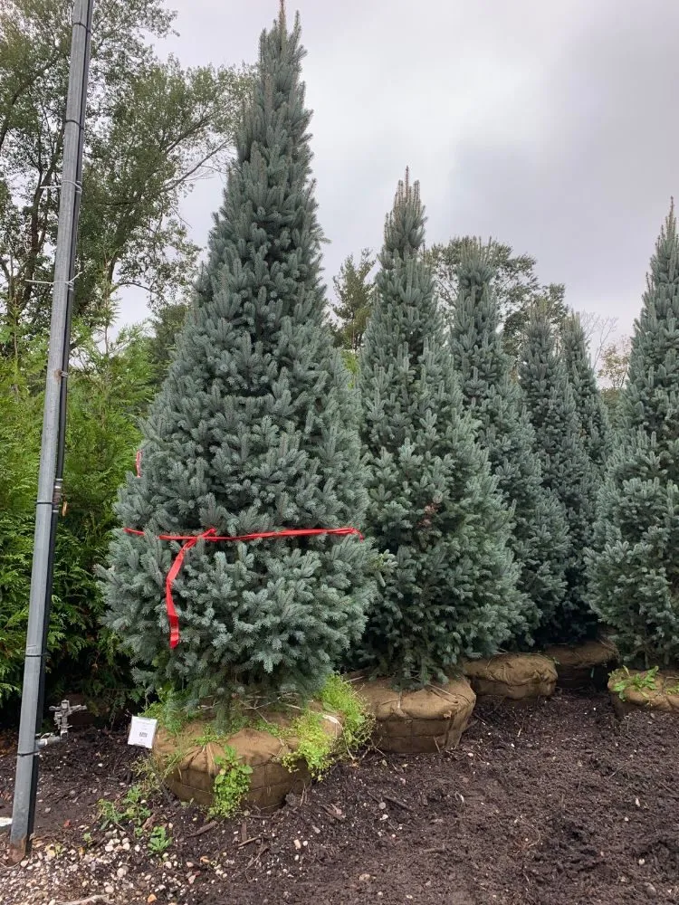 Trusted lawn mowing service experts serving Port Chester, NY - Gonzalez Brothers Contracting