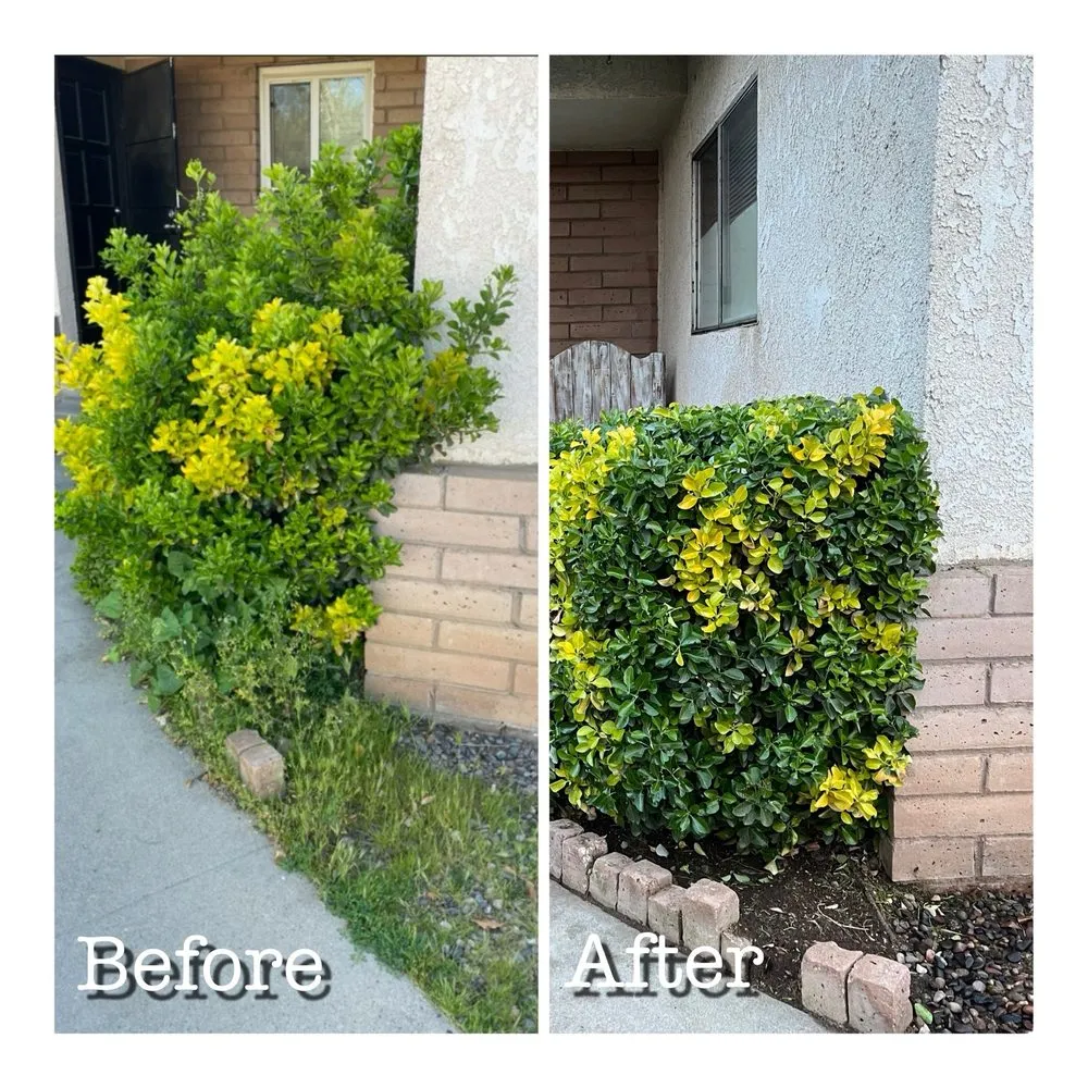 Top-rated lawn mowing service in Lemoore, CA by Gonzalez Exterior Services