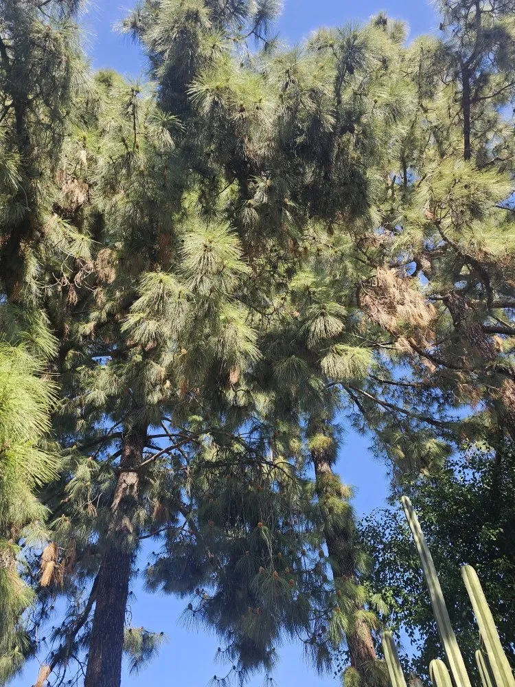 Top-rated residential landscaping experts serving Escondido, CA - Gonzalez Garden & Landscape