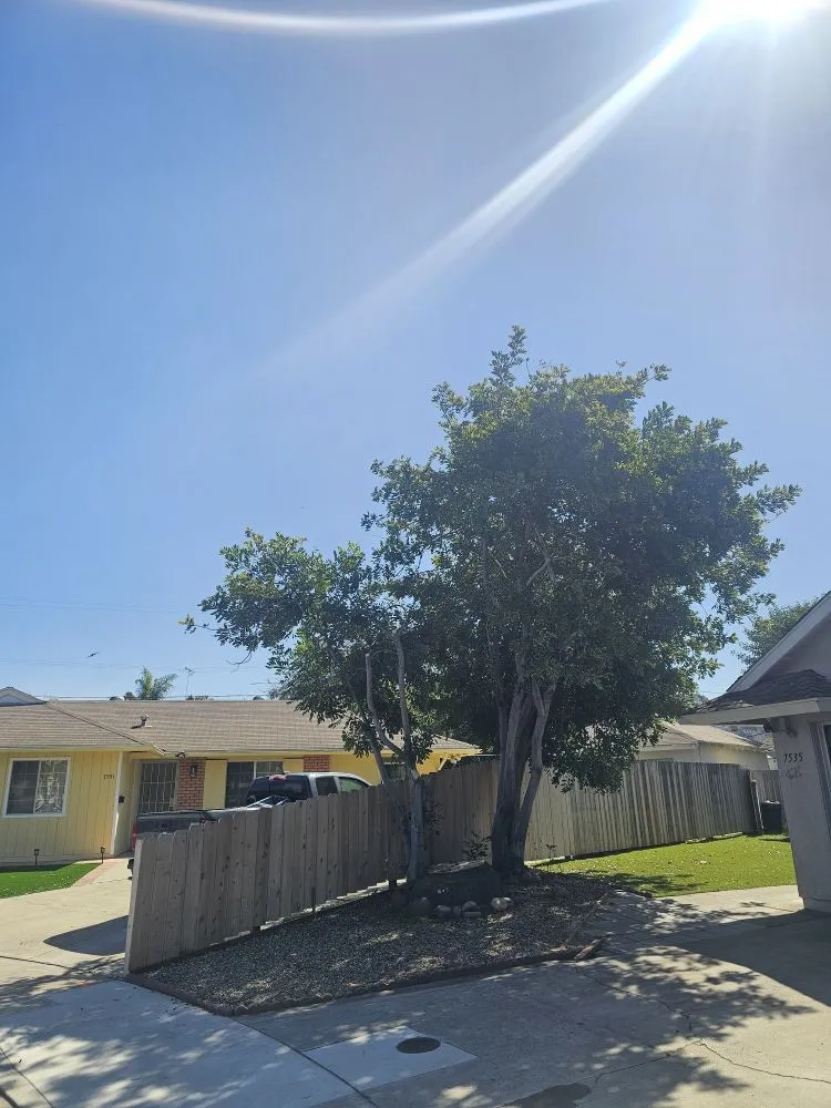 Expert lawn care service with custom design in Escondido, CA by Gonzalez Garden & Landscape