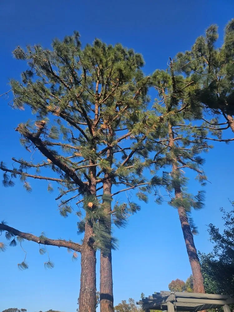 Affordable landscaping services in Escondido, CA - Gonzalez Garden & Landscape