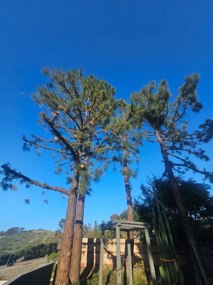 Professional yard cleanup service in Escondido, CA - Gonzalez Garden & Landscape