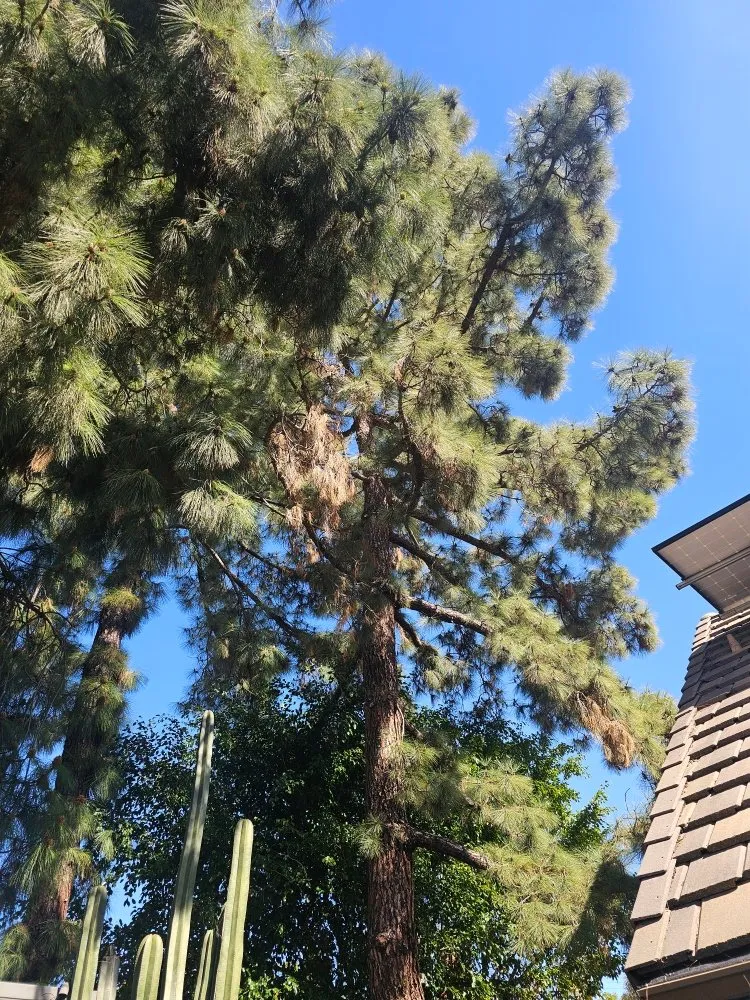 Expert landscape installation in Escondido, CA - Gonzalez Garden & Landscape