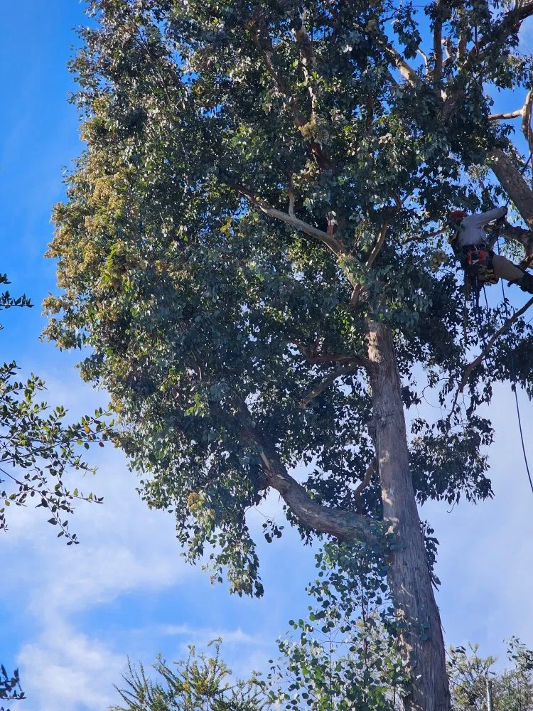 Affordable residential landscaping in Escondido, CA by Gonzalez Garden & Landscape