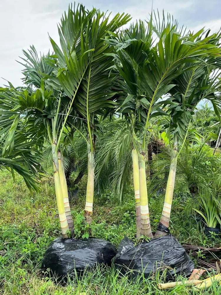 Local lawn care service experts serving Lehigh Acres, FL - Gonzalez Gardening and Landscaping