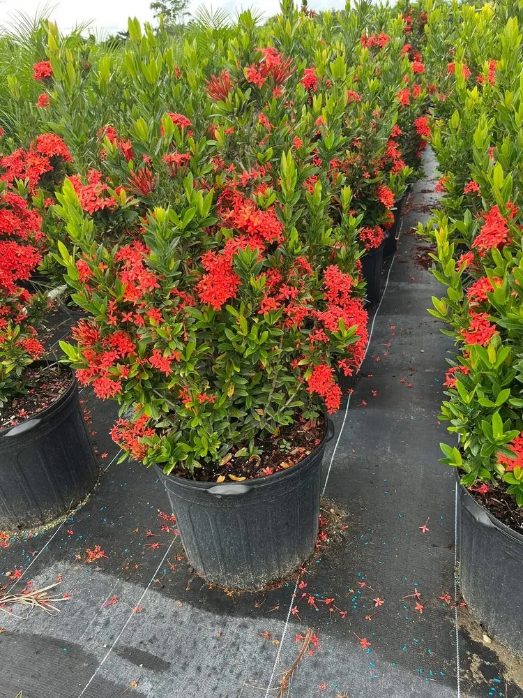 Professional landscape installation for beautiful yards across Lehigh Acres, FL - Gonzalez Gardening and Landscaping