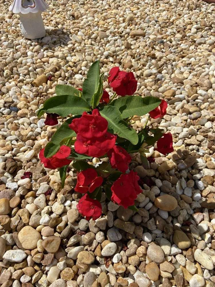 Professional landscaping services in Lehigh Acres, FL - Gonzalez Gardening and Landscaping