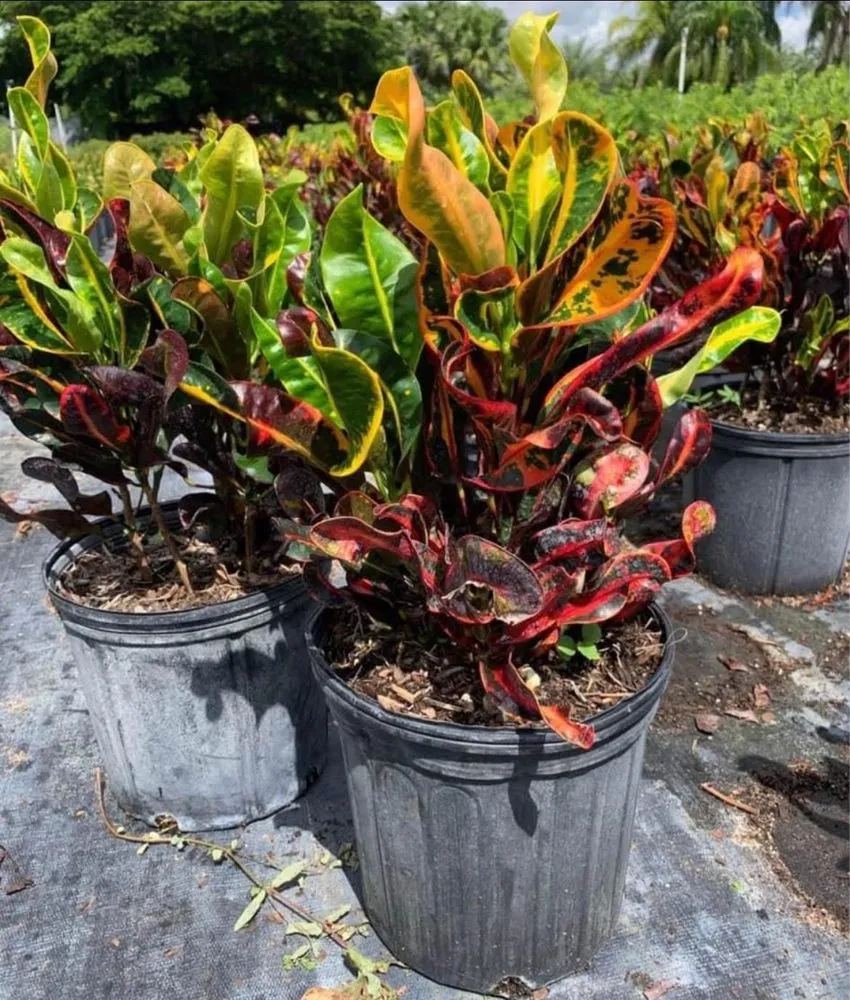 Expert residential landscaping experts serving Lehigh Acres, FL - Gonzalez Gardening and Landscaping