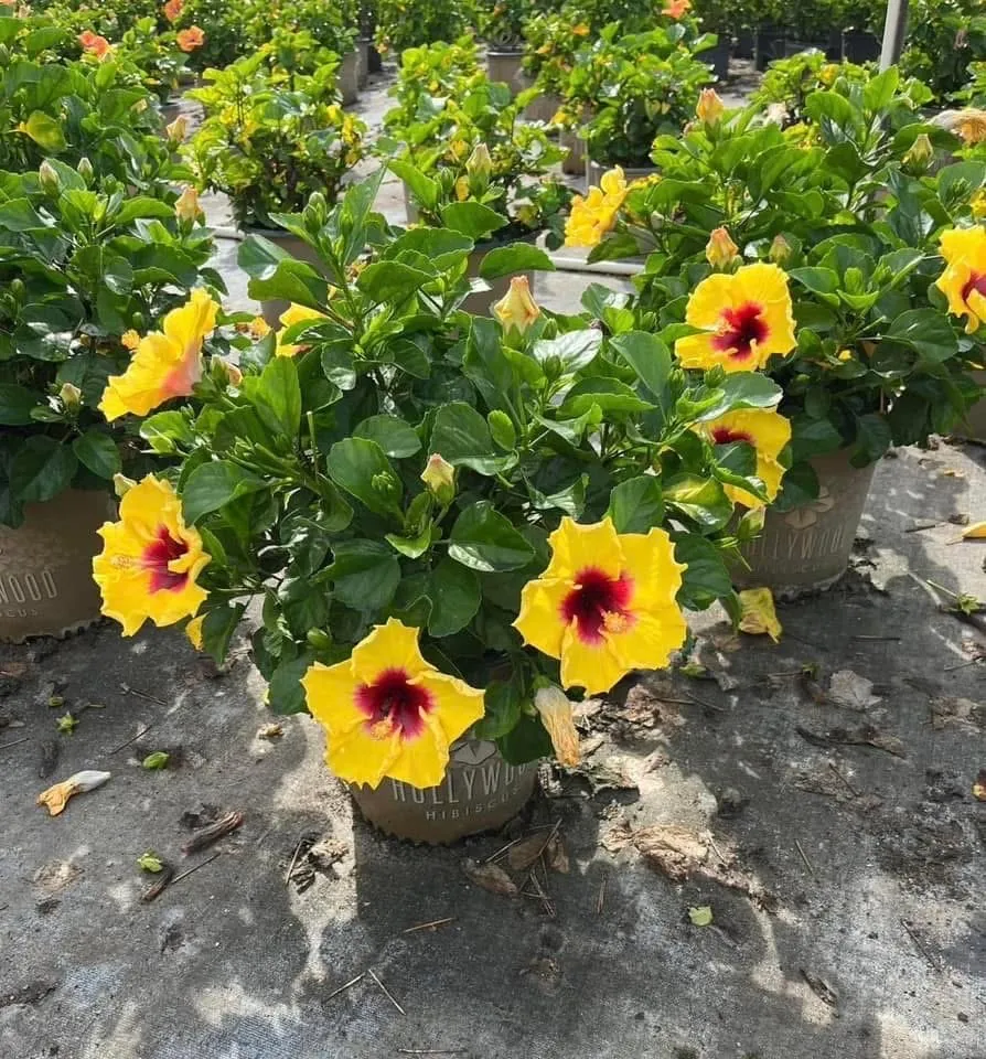 Professional lawn mowing service experts serving Lehigh Acres, FL - Gonzalez Gardening and Landscaping