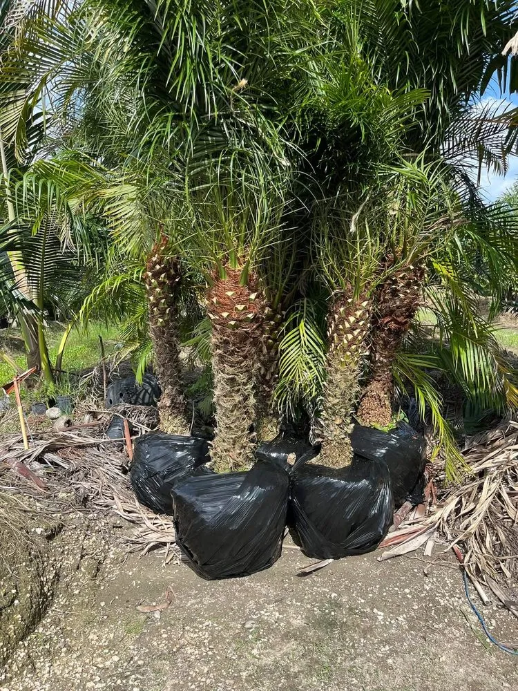 Local landscape design in Lehigh Acres, FL by Gonzalez Gardening and Landscaping