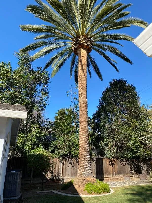 Custom landscaping services for beautiful yards across San Jose, CA - Gonzalez Gardening Bay Área