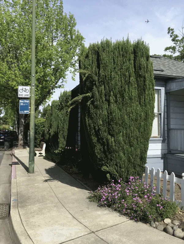 Trusted lawn mowing service in San Jose, CA - Gonzalez Gardening Bay Área