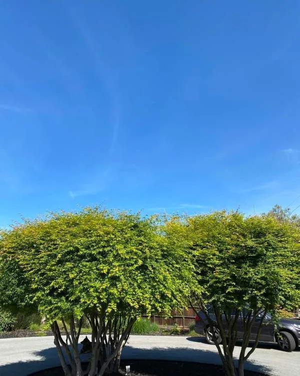 Top-rated landscape installation in San Jose, CA by Gonzalez Gardening Bay Área