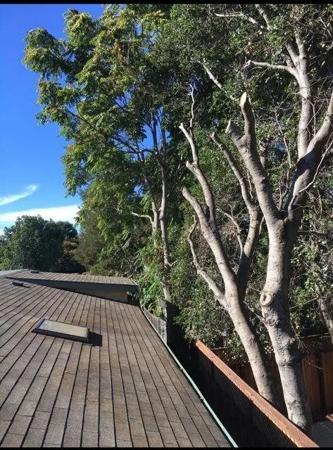 Trusted yard maintenance for year-round maintenance in San Jose, CA by Gonzalez Gardening Bay Área