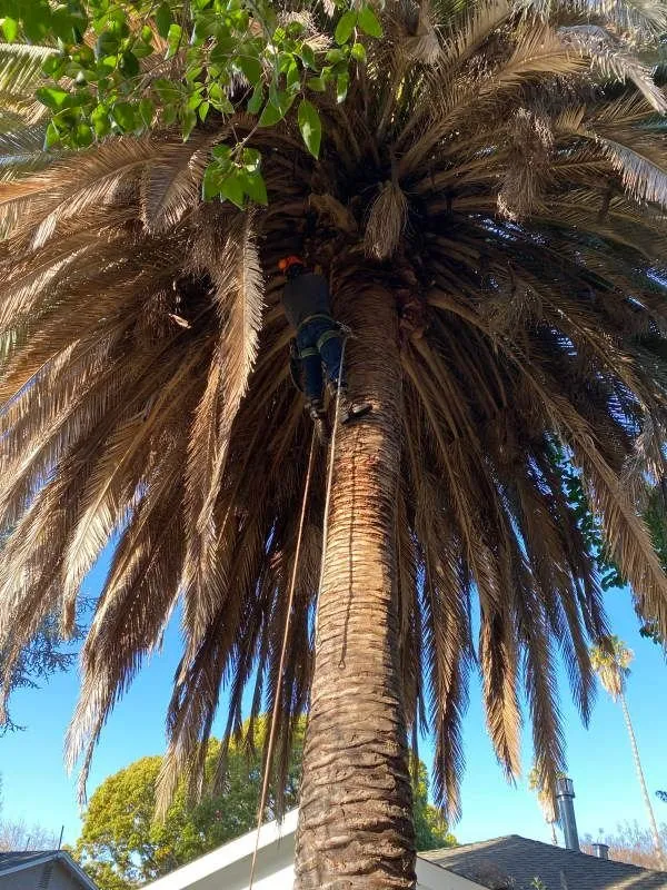 Local outdoor landscaping experts serving San Jose, CA - Gonzalez Gardening Bay Área