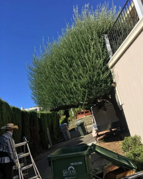 Professional lawn mowing service in San Jose, CA by Gonzalez Gardening Bay Área