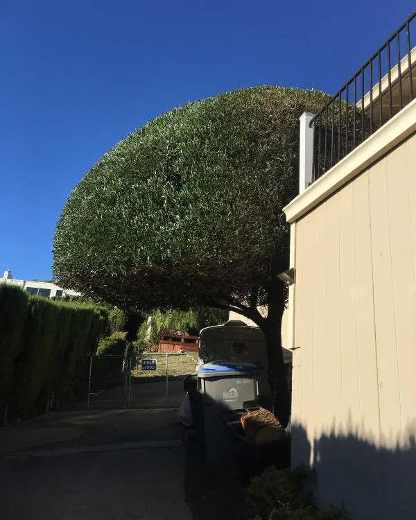 Top-rated yard maintenance in San Jose, CA - Gonzalez Gardening Bay Área