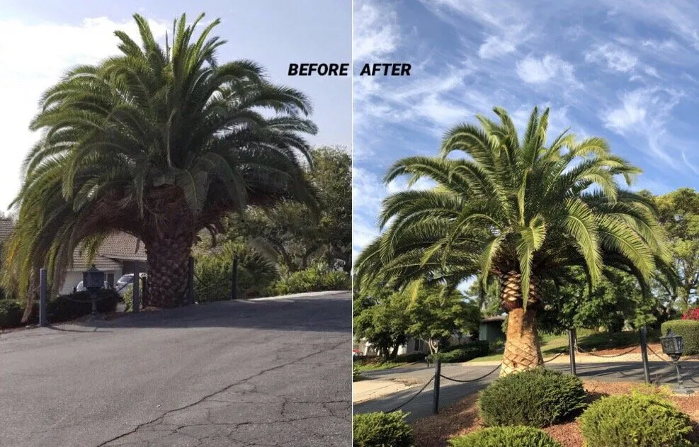 Top-rated lawn mowing service in Bonsall, CA by Gonzalez Landscape & Tree Service