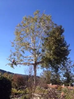 Affordable landscape design in Bonsall, CA by Gonzalez Landscape & Tree Service