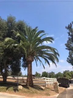 Custom landscape design in Bonsall, CA - Gonzalez Landscape & Tree Service