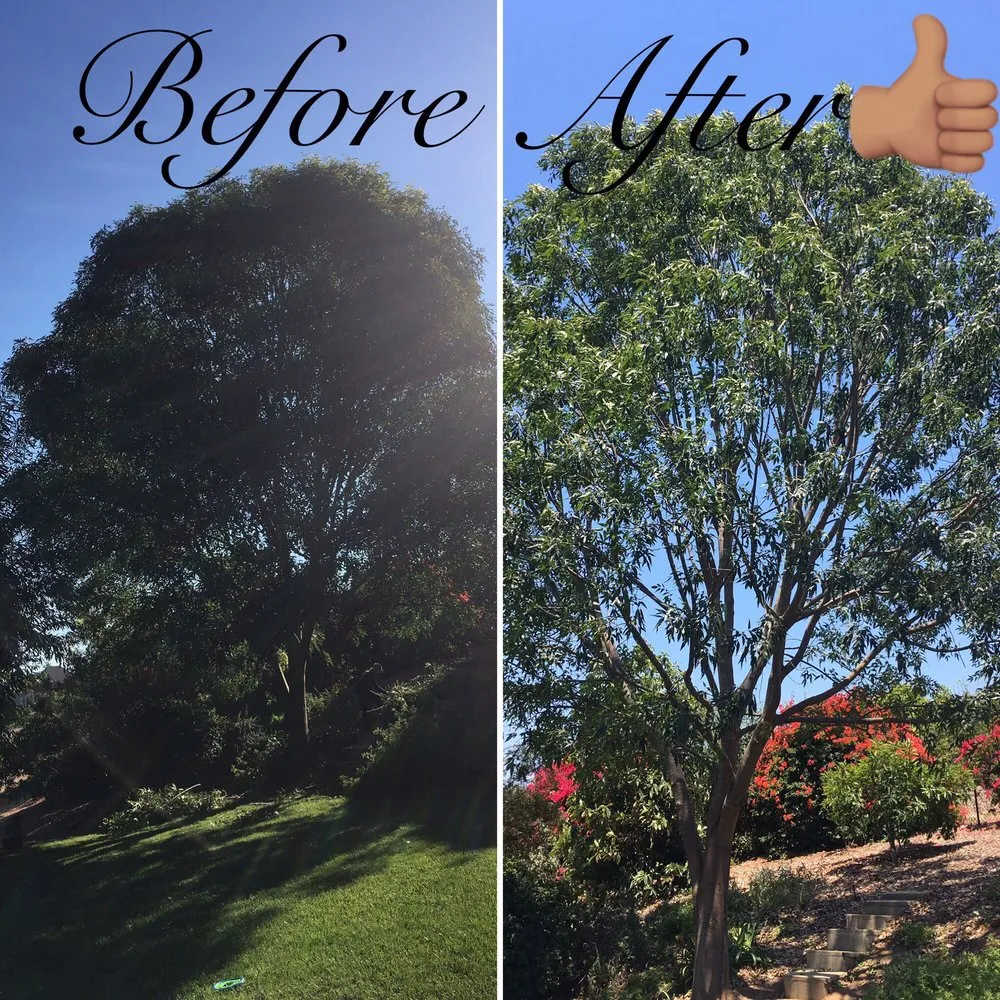 Affordable residential landscaping in Fallbrook, CA by Gonzalez Landscape & Tree Service