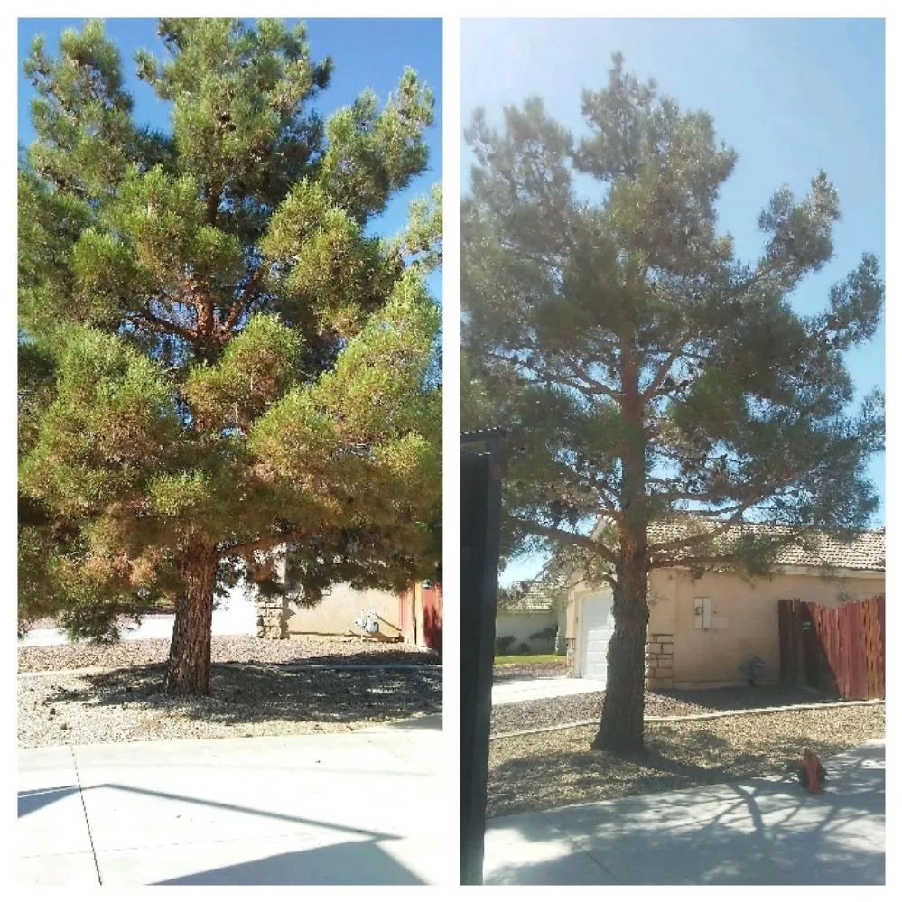 Affordable outdoor landscaping experts serving Hesperia, CA - Gonzalez Landscape and Tree Service