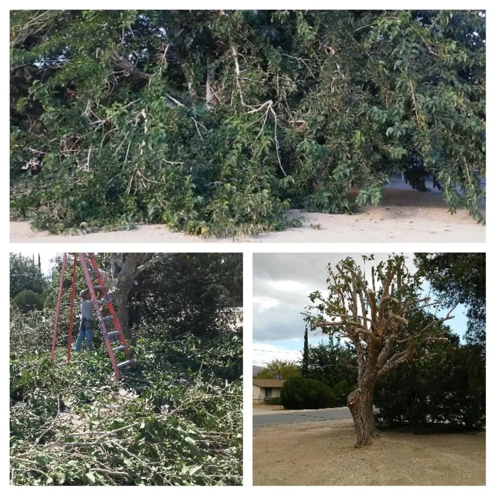 Reliable yard cleanup service in Hesperia, CA - Gonzalez Landscape and Tree Service