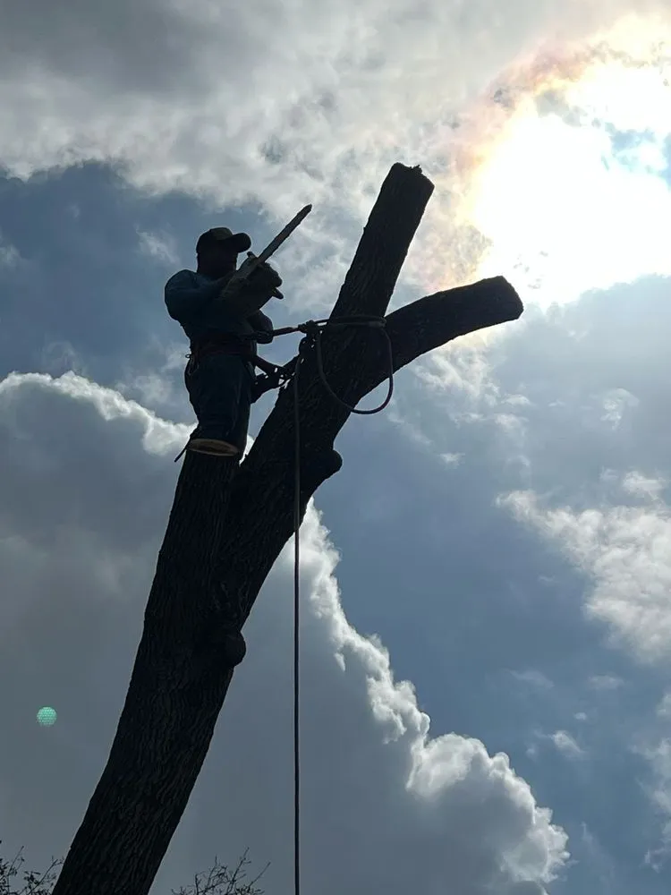 Top-rated yard maintenance in Houston, TX by Gonzalez Landscape